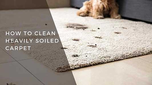 how-to-clean-heavily-soiled-carpet-a-step-by-step-guide-nemo-cleaning